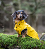 Stream Regnjacka Blå för Hund