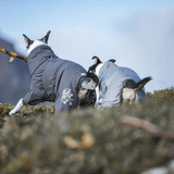 Extreme Hundoverall Vinröd