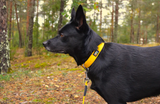 Biodipro Hundhalsband