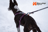 Line Harness 5.0 Orange / Purple