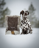 Essential Balance Torrfoder till Hund