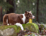Essential Contour Paté Hundfoder