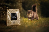 Essential Jaguar Torrfoder till Katt