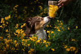 Essential Farm & Fields Tiny Crackers Hundgodis
