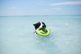 Frisbee i kraftig TPR Hundleksak