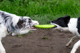 Frisbee i kraftig TPR Hundleksak