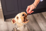Gourmet Pure Sticks Venison Tuggben till Hund