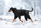 Thermal Overall Svart 2.0 till Hund