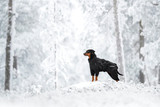 Thermal Overall Svart 2.0 till Hund