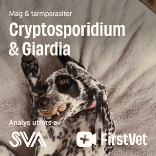 Avföringsprov Giardia och Cryptosporidium