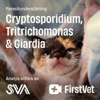 Avföringsprov Giardia, Cryptosporidium och Tritrichomonas