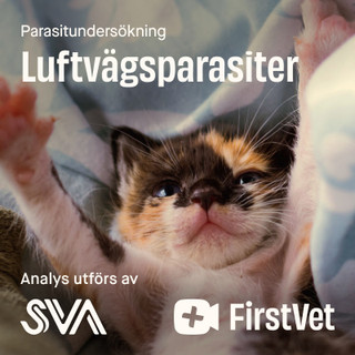 Avföringsprov luftvägsparasiter paket katt