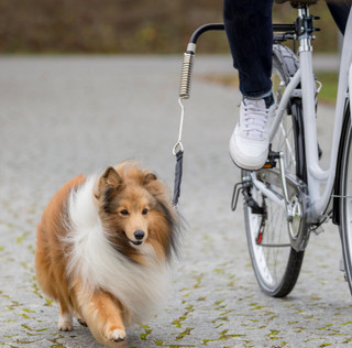 Cykelset för hund