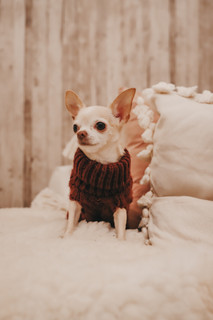 Handstickad tröja för hund, Vinröd