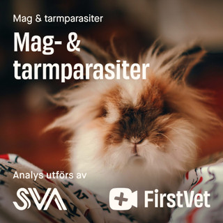 Avföringsprov mag- och tarmparasiter paket kanin