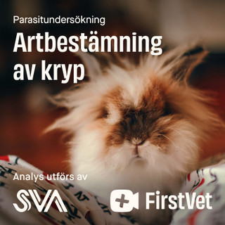 Artbestämning av kryp kanin