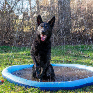 Dog Splash Pool
