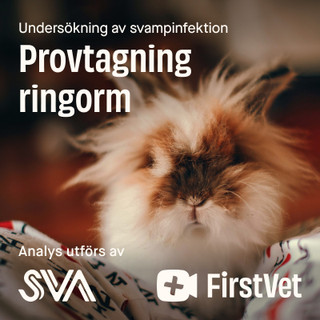 Provtagning Ringorm för Kanin