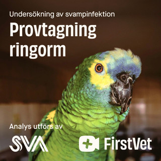 Provtagning Ringorm för Fågel