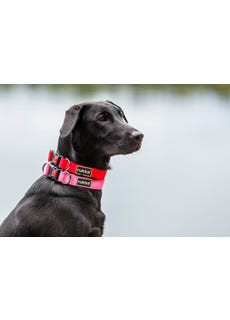 Bliss Collar Hundhalsband