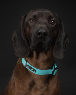 Glow Collar Självlysande Hundhalsband Aqua