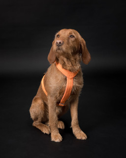 Easy Harness Reflekterande Hundsele Orange