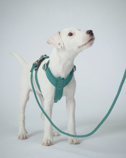 Visability Rope Leash Reflekterande Hundkoppel Emerald