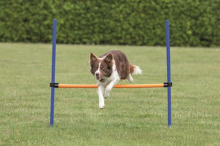 Agility Hopphinder till Hund