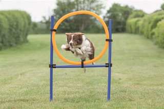 Agility Hoppring för Hundar