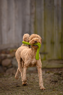 Fiboom Boomerang Hundleksak