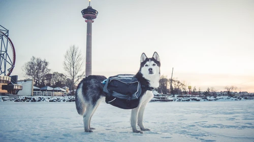 Non-stop Amundsen Pro-Dog Backpack