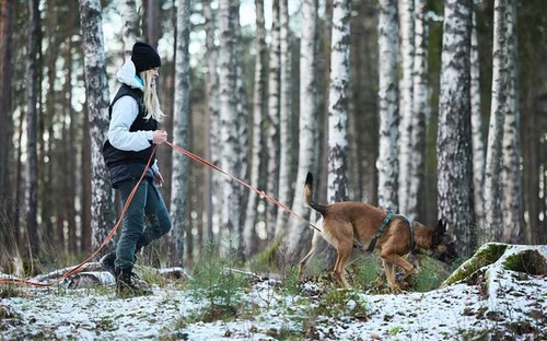 Spårlinan hund
