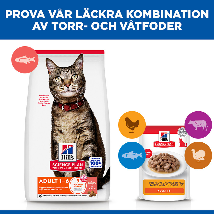 Adult torrfoder med lax för katt