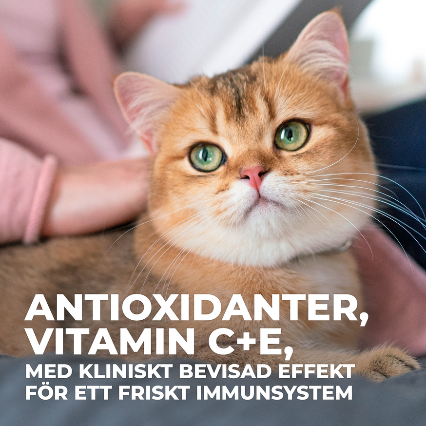 Adult Sterilised Cat våtfoder med kyckling, lax, forell och kalkon