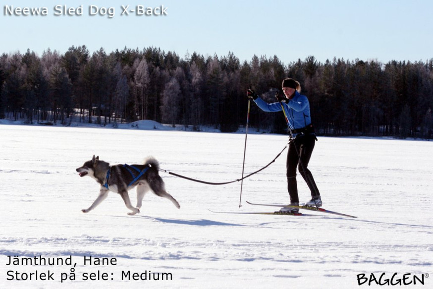 Sled Dog X-Back