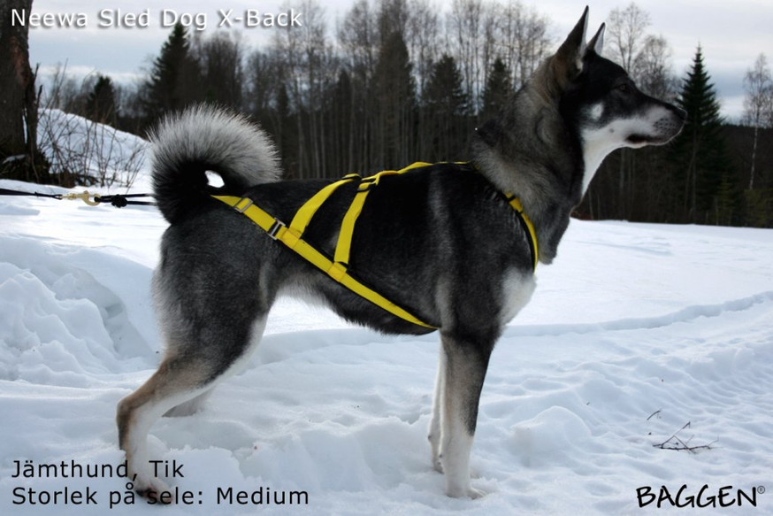 Sled Dog X-Back