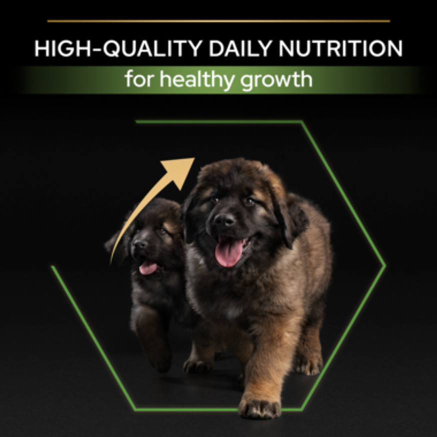 Large Robust Puppy Healthy Start Torrfoder med Kyckling