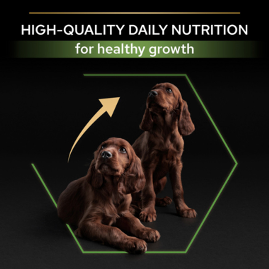 Large Athletic Puppy Healthy Start Torrfoder med Kyckling