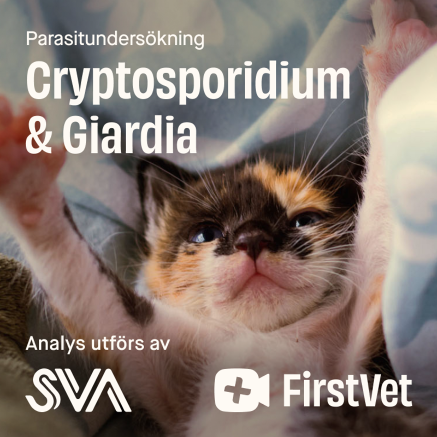 Avföringsprov Giardia och Cryptosporidium katt