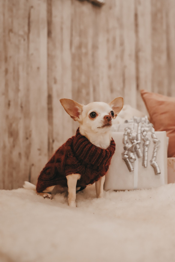 Handstickad tröja för hund, Vinröd