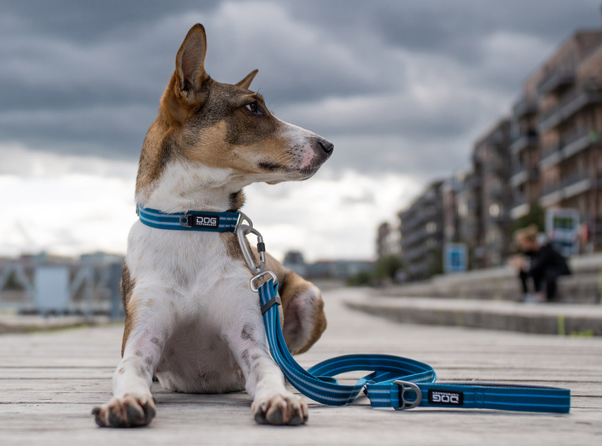 Urban Style Collar