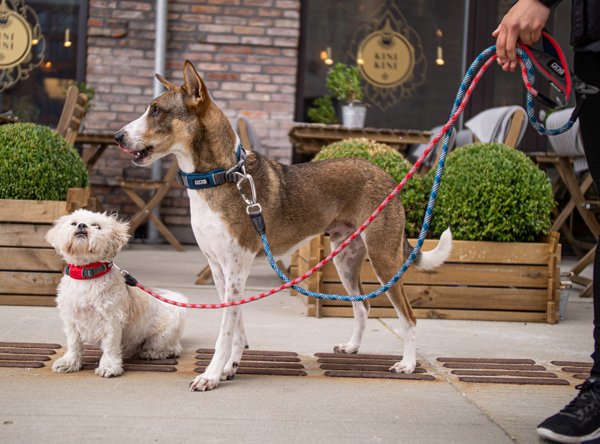 Urban Rope Leash