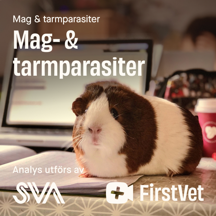 Avföringsprov mag- och tarmparasiter paket gnagare