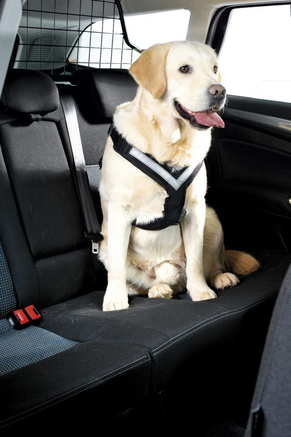 AllSafe Harness Krocktestad Bilsele