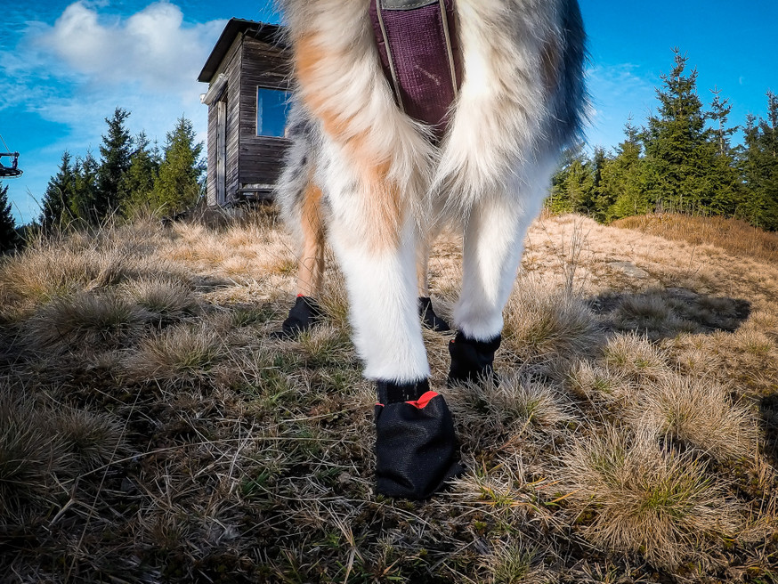 Solid Sock Booties Hundstrumpor