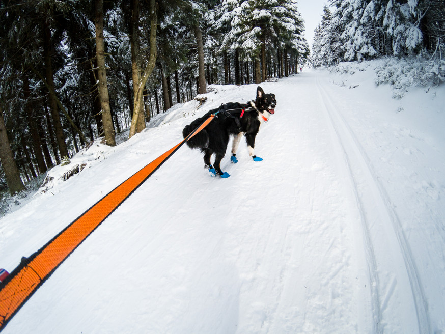 Long Distance Bootie Hundstrumpa för Snö