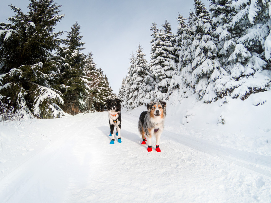 Long Distance Bootie Hundstrumpa för Snö