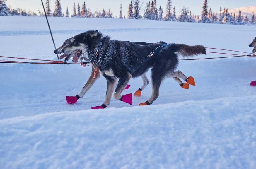 Polar Collar Hundhalsband