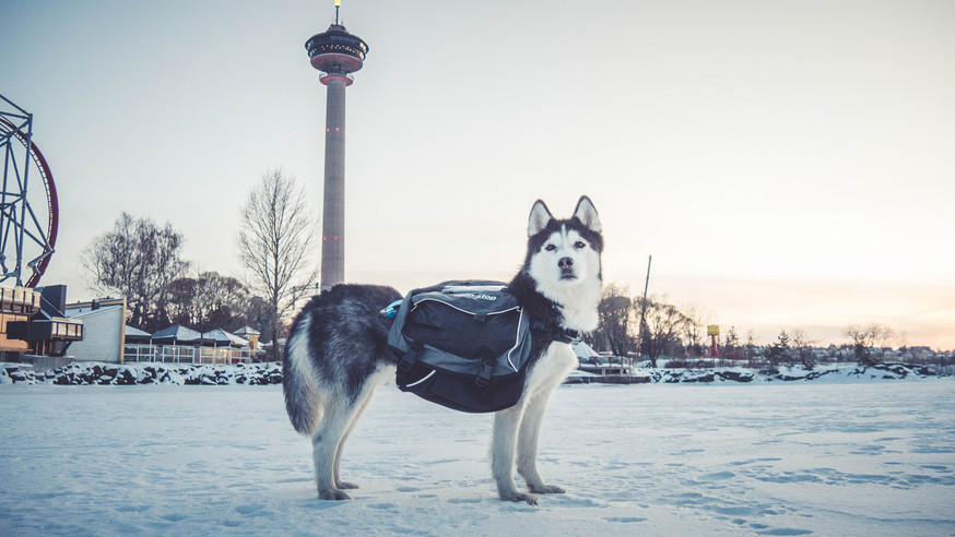 Amundsen Pro-Dog Backpack