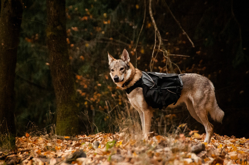 Amundsen Pro-Dog Backpack